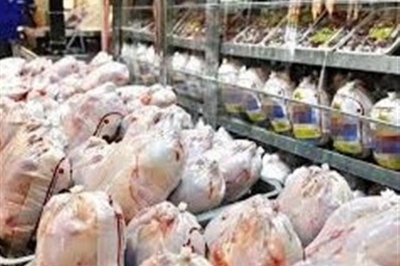 جوجه ریزی در گیلان ادامه دارد؛ نگرانی از کمبود مرغ وجود ندارد