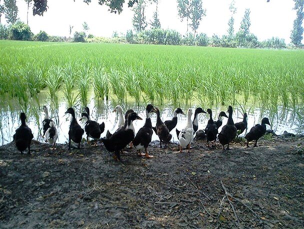 ضرورت افزایش بهره‌گیری پرورش اردک با کشت توام برنج در گیلان