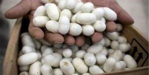 توزیع تخم نوغان آغاز شد