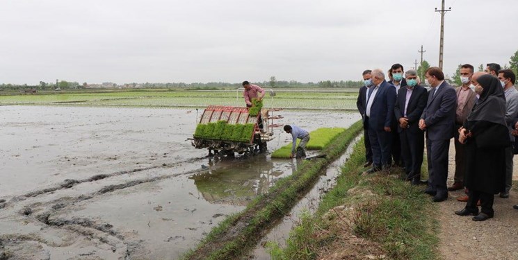 تولید ۳۰ درصد برنج کشور در گیلان