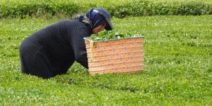 قیمت تضمینی خرید برگ سبز چای در سال ۱۴۰۰ اعلام شد