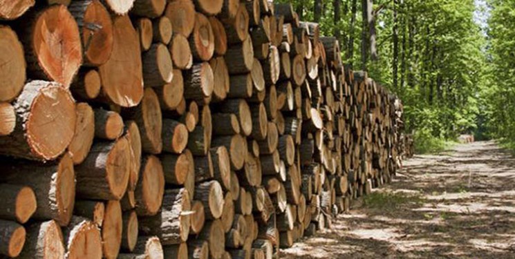 توقف تمامی طرح‌های زراعت چوب در گیلان