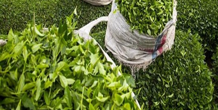 خریداری ۲۳ هزار تن برگ سبز چای در کشور