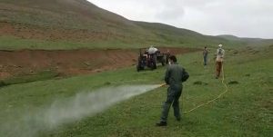 مبارزه جهاد کشاورزی با هجوم ملخها به مناطق مرتفع سیاهکل+فیلم